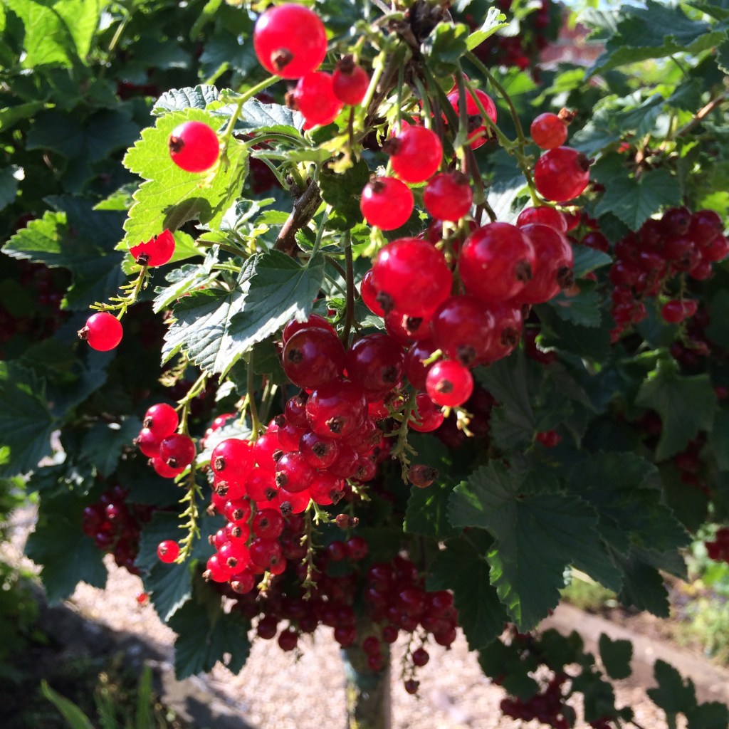 Panikmache im öffentlich-rechtlichen Rundfunk oder „Seit wann sendet Greenpeace TV-Werbung?“