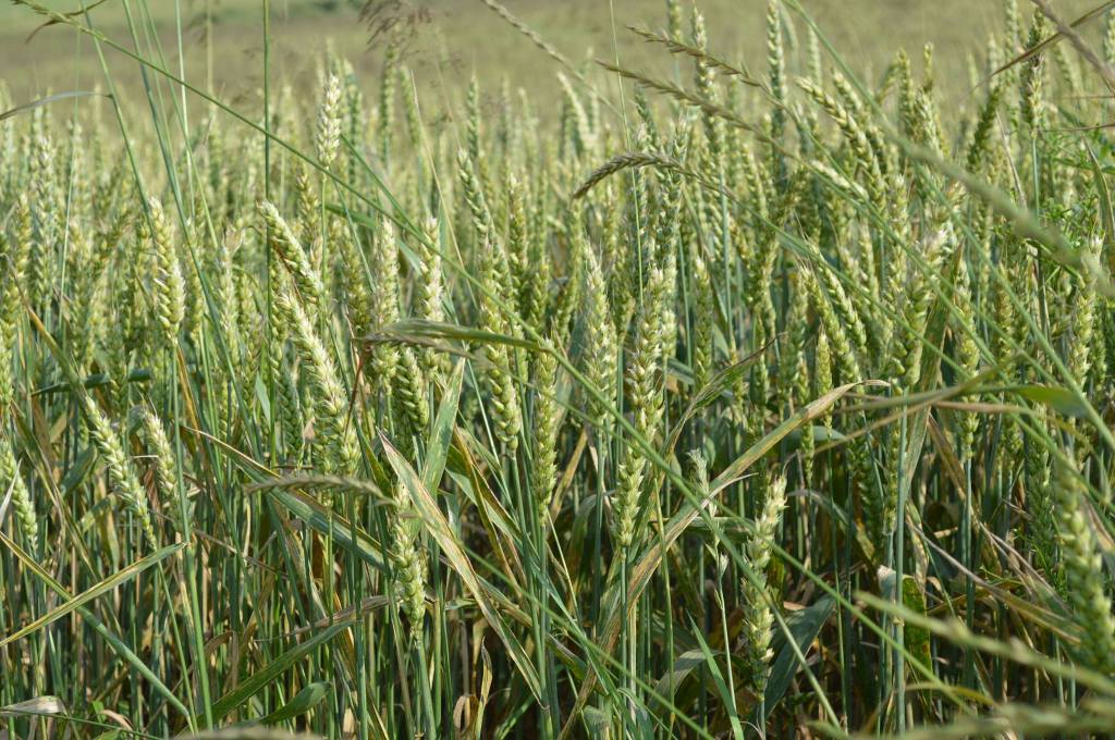 Gentechnik? Ja, bitte!