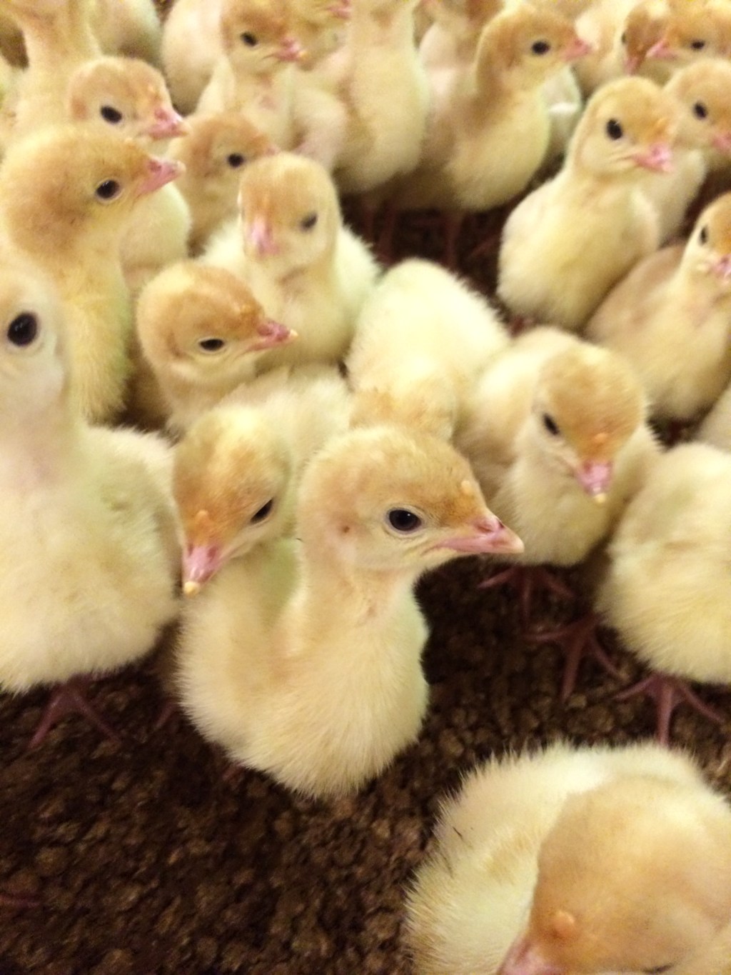 Auf den Punkt: Sinn und Zweck der Schnabelbehandlung bei&nbsp;Puten