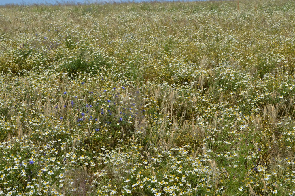 Biodiversität – auf dem&nbsp;Acker?