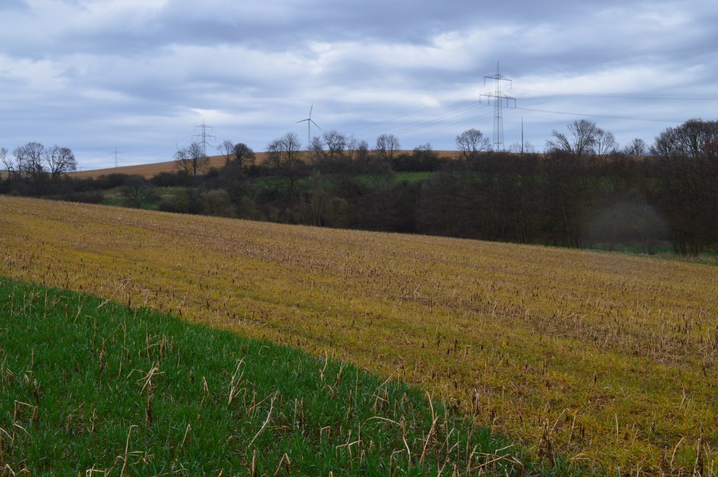 Glyphosateinsatz nach Zwischenfrucht vor&nbsp;Maisaussaat