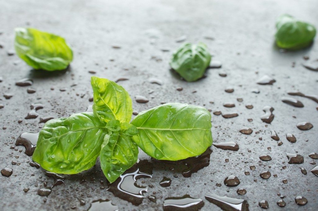 Basilikum ist krebserregend
