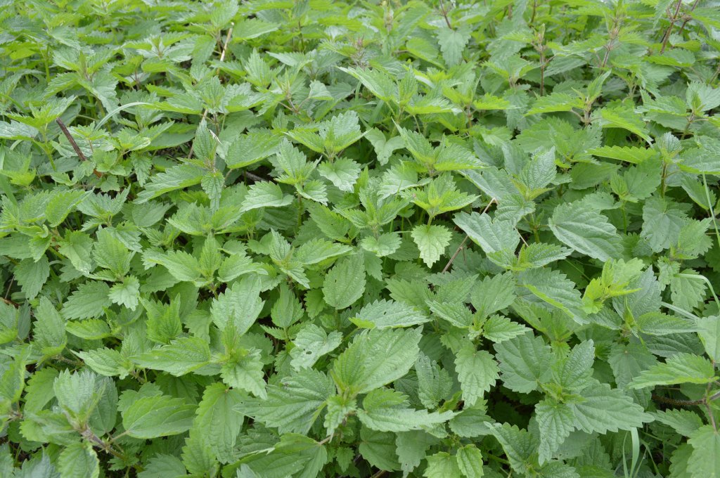 Brennnesseln – die&nbsp;Raupenweide