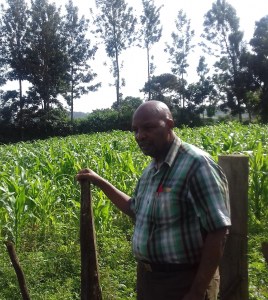 my-corn-field-2-june-2016_kleiner