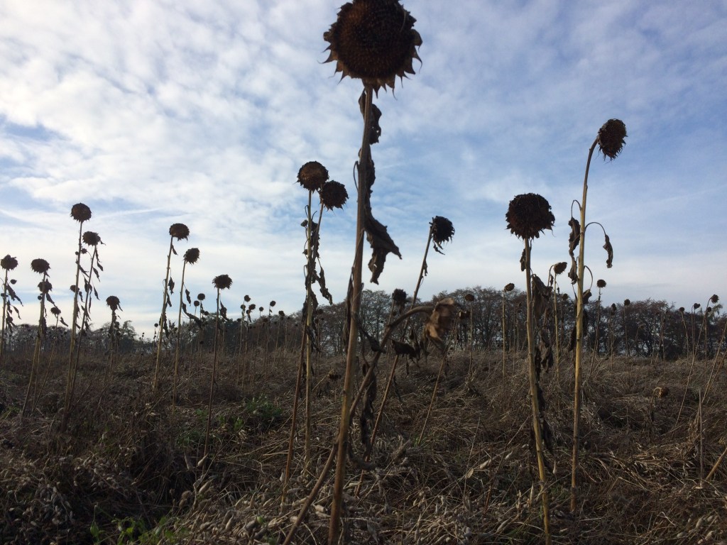 Profil verzweifelt gesucht