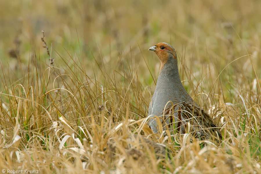 Die Rückkehr des&nbsp;Rebhuhns