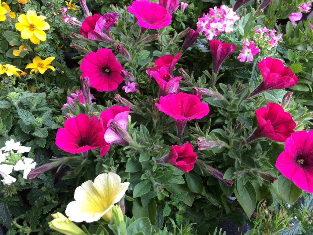 Die Gen-Blume in Deinem&nbsp;Garten