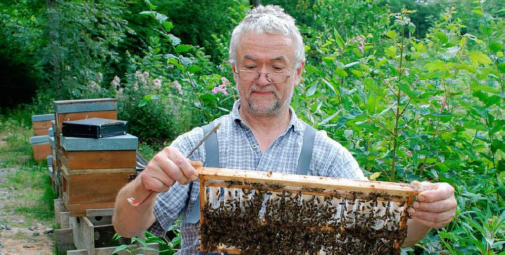 Bienenverluste: „Der Fehler steht hinter dem&nbsp;Kasten“