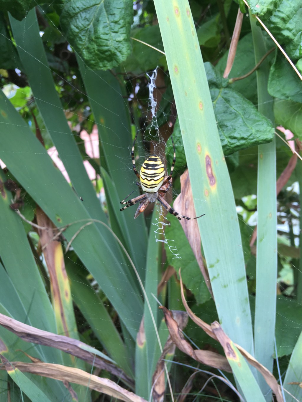 Von Spinnen und&nbsp;Menschen