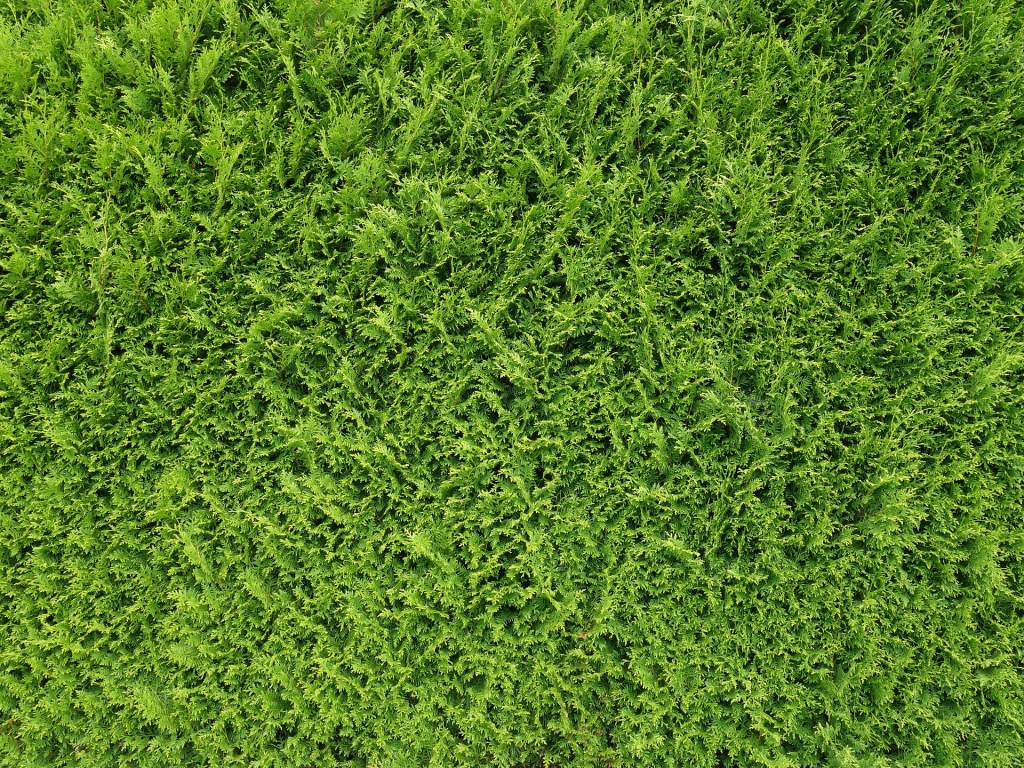 WARNUNG: Thuja-Hecken sind&nbsp;brandgefährlich