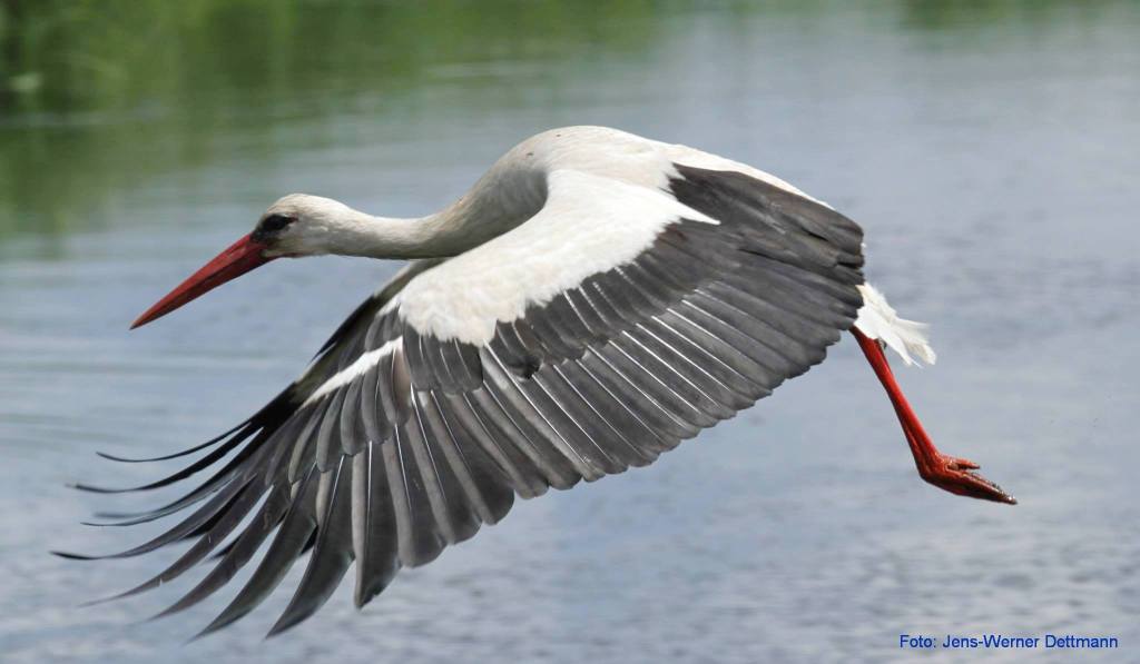 Flieg, Vogel, flieg!