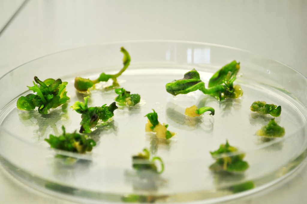 Greenpeace et al. entdecken&nbsp;Spontanmutation