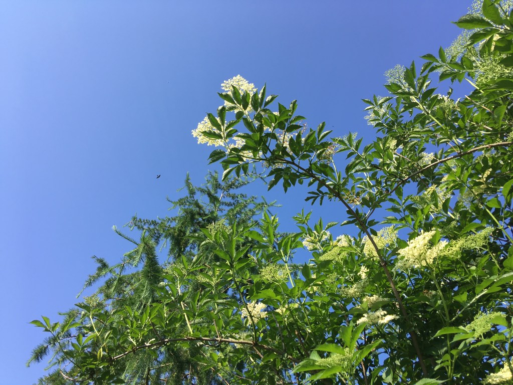 Sommerpause: Bin im&nbsp;Garten