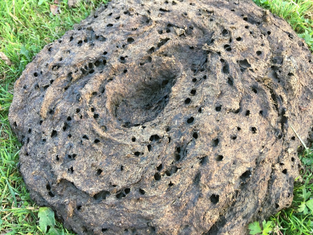 Insektensterben – alles&nbsp;Scheiße?